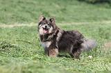 CHIEN FINNOIS DE LAPONIE 153